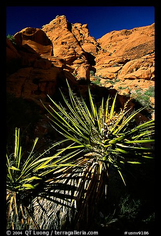 Yucca and red rocks. Red Rock Canyon, Nevada, USA (color)