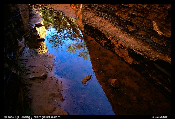 Sandstone walls refected in a spring. Red Rock Canyon, Nevada, USA