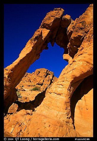 Rock with elephant shape, Valley of Fire State Park. Nevada, USA (color)