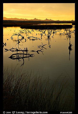 Marsh at sunrise, Havasu National Wildlife Refuge. Nevada, USA (color)