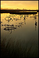 Marsh at sunrise, Havasu National Wildlife Refuge. Nevada, USA