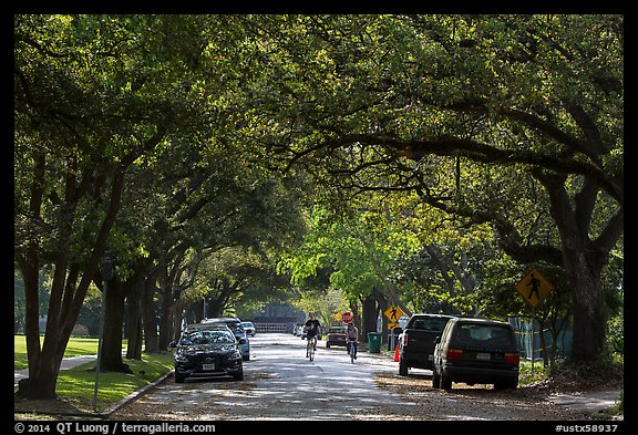 Tree-line street, Museum District. Houston, Texas, USA (color)