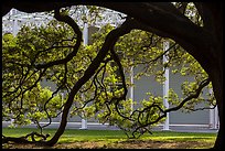 Live oak in front of Menil Collection. Houston, Texas, USA ( color)