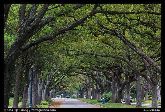 Tree tunnel, North Boulevard. Houston, Texas, USA