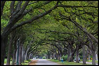 Tree tunnel, North Boulevard. Houston, Texas, USA ( color)