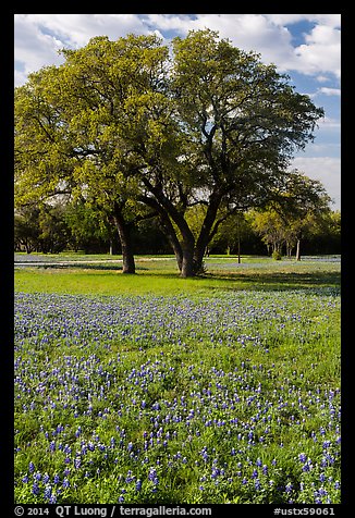 Bluebonnets and trees. Texas, USA (color)