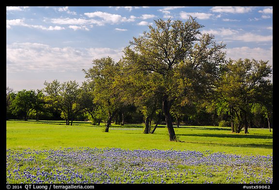 Grass, bluebonnets and trees. Texas, USA (color)
