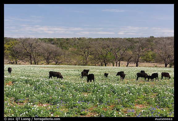 Cows in flower-filled meadow. Texas, USA (color)