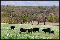 Cattle in meadow with flowers. Texas, USA ( color)