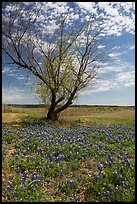 Bluebonnets and lone tree, Tow. Texas, USA ( color)