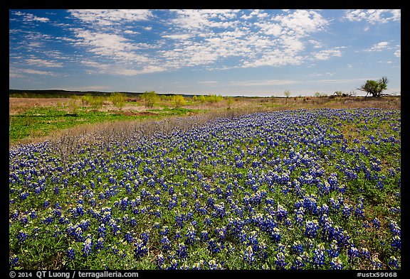Carpets of Bluebonnets. Texas, USA (color)