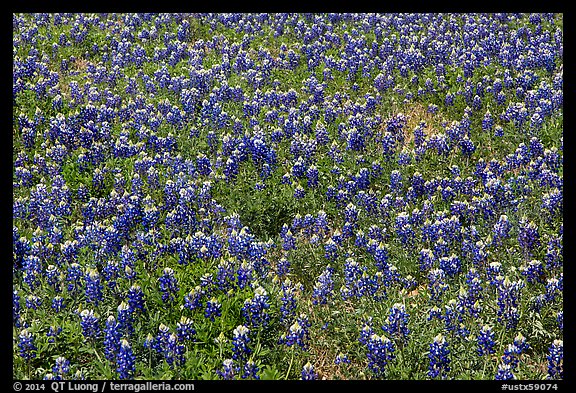 Patch of Bluebonnet flowers. Texas, USA (color)