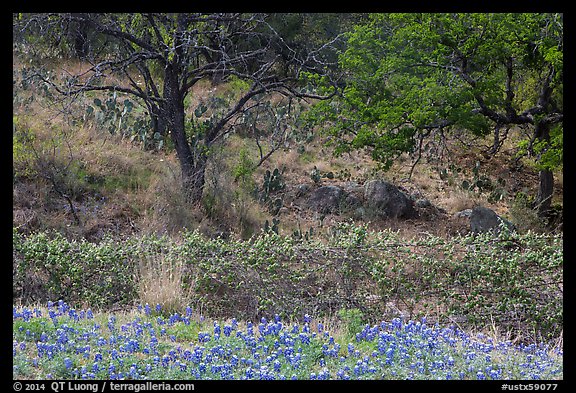 Blubonnets, cactus, and trees. Texas, USA (color)