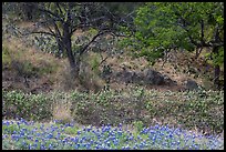 Blubonnets, cactus, and trees. Texas, USA ( color)