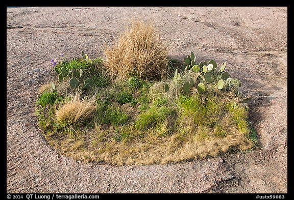 Vegetation island on top of Enchanted Rock. Texas, USA (color)