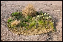 Vegetation island on top of Enchanted Rock. Texas, USA ( color)