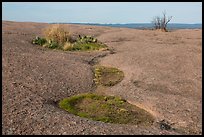 Vegetation amidst bare granite, Enchanted Rock. Texas, USA ( color)