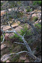 Branches and rocks, Enchanted Rock state park. Texas, USA ( color)