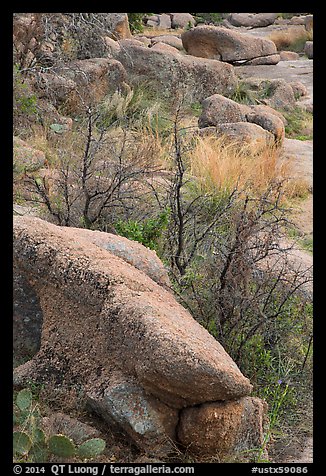 Boulders and shurbs, Enchanted Rock state park. Texas, USA (color)