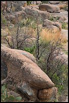 Boulders and shurbs, Enchanted Rock state park. Texas, USA ( color)