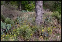 Flowers and cactus, Enchanted Rock state park. Texas, USA ( color)