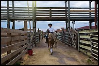 Man riding horse in path between fences. Fort Worth, Texas, USA ( color)