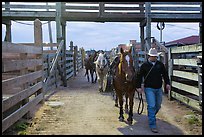 Man leading horse in path between fences. Fort Worth, Texas, USA ( color)