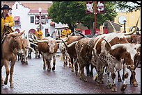 Longhorn cattle driven on Stockyards main street. Fort Worth, Texas, USA ( color)