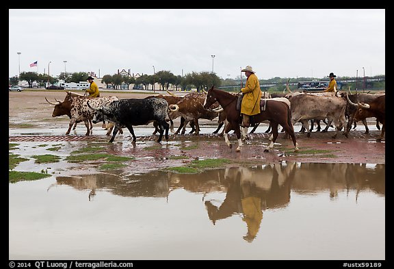 Cowboys and cattle reflected in a water puddle. Fort Worth, Texas, USA (color)