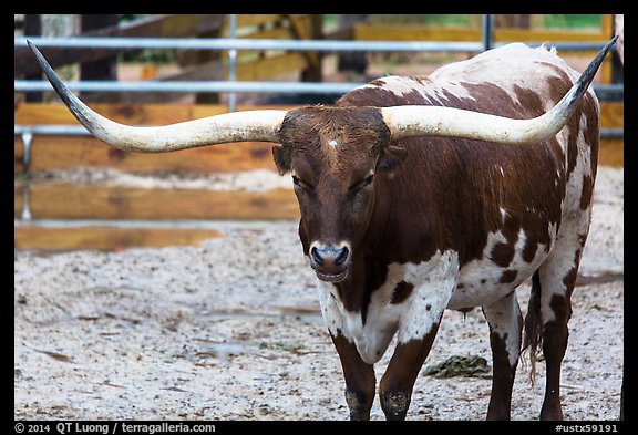 Texas Longhorn. Fort Worth, Texas, USA (color)