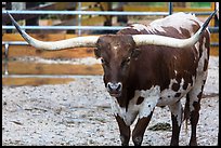 Texas Longhorn. Fort Worth, Texas, USA ( color)