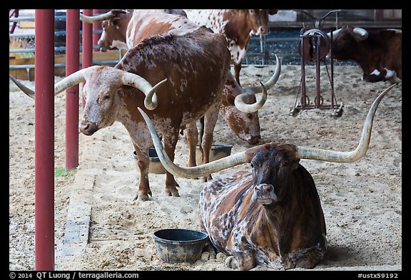 Texas Longhorn in pen. Fort Worth, Texas, USA (color)