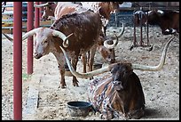 Texas Longhorn in pen. Fort Worth, Texas, USA ( color)