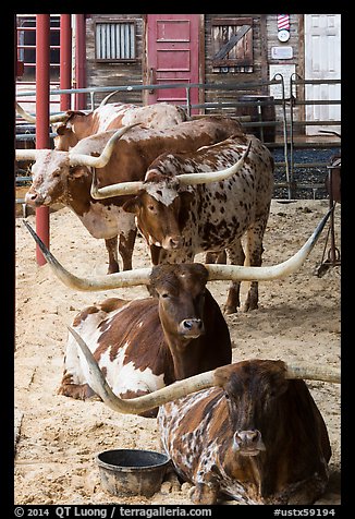 Longhorn cattle in pen. Fort Worth, Texas, USA (color)