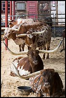 Longhorn cattle in pen. Fort Worth, Texas, USA ( color)