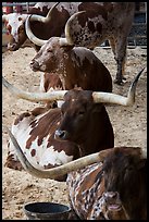 Texas Longhorn steers and cows. Fort Worth, Texas, USA ( color)