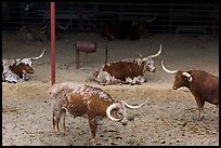 Texas Longhorn herd. Fort Worth, Texas, USA ( color)