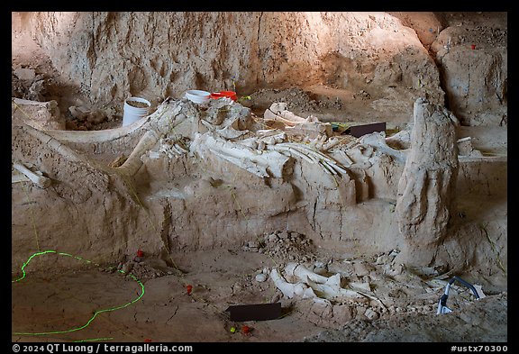 Columbian mammoth bones in the ground of dig site. Waco Mammoth National Monument, Texas, USA (color)