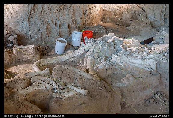 Dig site with Columbian mammoth bones. Waco Mammoth National Monument, Texas, USA (color)