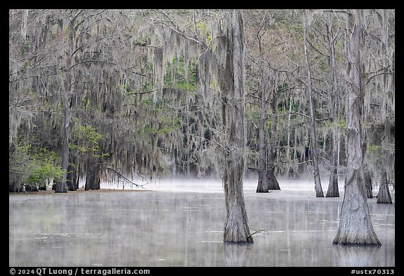 Bald cypress and mist in early spring, Caddo Lake State Park. Texas, USA (color)