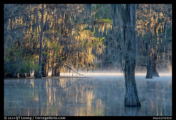 Bald cypress at sunrise, Caddo Lake State Park. Texas, USA (color)