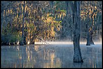 Bald cypress at sunrise, Caddo Lake State Park. Texas, USA ( color)