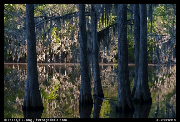 Bald Cypress, Big Cypress Bayou, Caddo Lake State Park. Texas, USA (color)