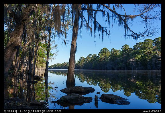 Big Cypress Bayou, Caddo Lake State Park. Texas, USA (color)