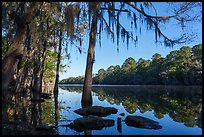 Big Cypress Bayou, Caddo Lake State Park. Texas, USA ( color)