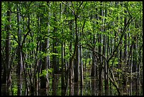 Saw Mill Pond in early spring. Texas, USA ( color)