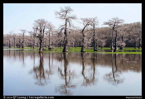 Bare bald cypress and reflections, Caddo Lake. Texas, USA (color)