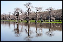 Bare bald cypress and reflections, Caddo Lake. Texas, USA ( color)