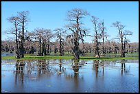 Bald cypress and aquatic plants, Caddo Lake. Texas, USA ( color)