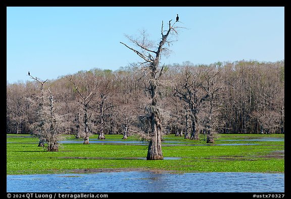 Birds perched on bald cypress trees, Caddo Lake. Texas, USA (color)